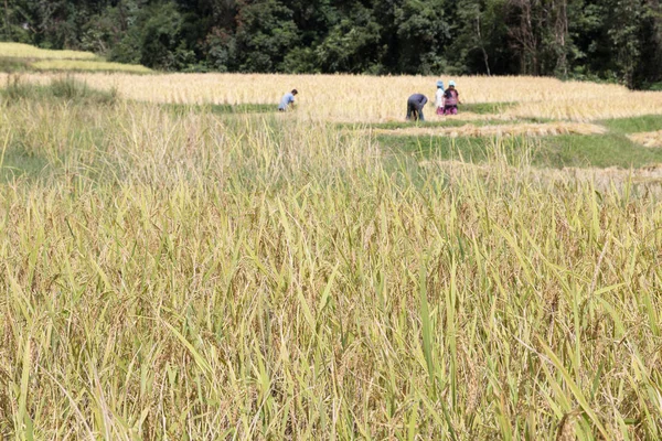 A gazda begyűjti a rizs paddy field — Stock Fotó