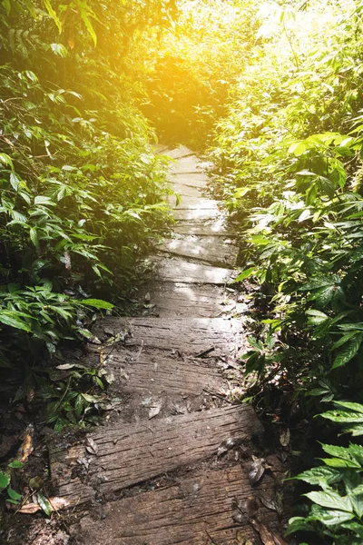 Tropik yağmur ormanı ormanlarında trekking iz — Stok fotoğraf