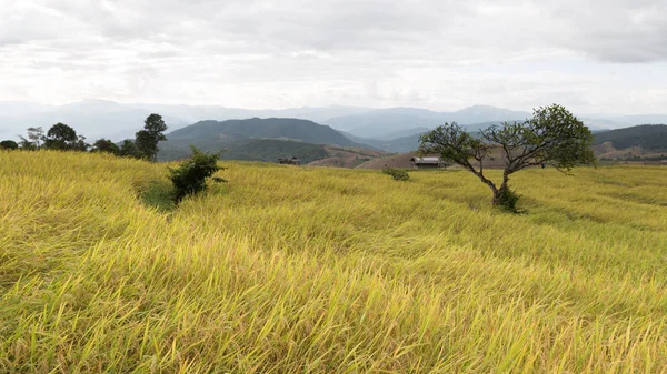 Желтые террасы рисового поля с традиционной деревянной хижиной — стоковое фото