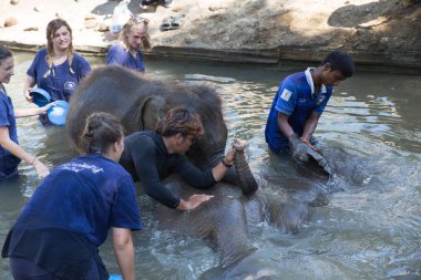 turist yıkanırken Asya fili yaklaşın