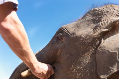insanlar muz genç Asyalı fil için besleme 