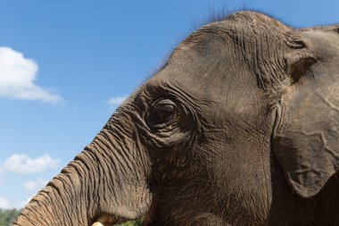 Genç Asyalı fil gözü 