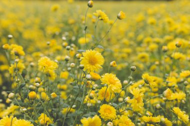 sarı kasımpatı çiçeği alan, yumuşak odak 