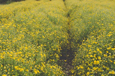 sarı kasımpatı çiçeği alan