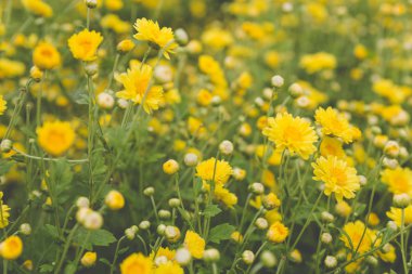 sarı kasımpatı çiçeği alan, yumuşak odak 