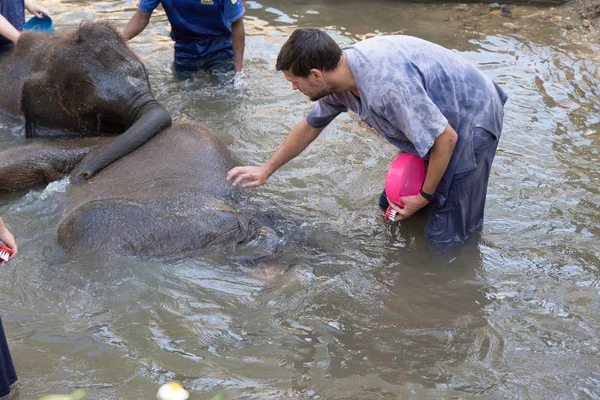 Turista llegar más cerca de asiático elefante mientras se baña — Foto de Stock