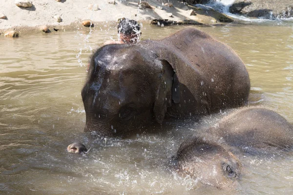 Человек купается с азиатским слоном — стоковое фото