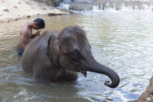 Hombre bañándose con asiático elefante — Foto de Stock
