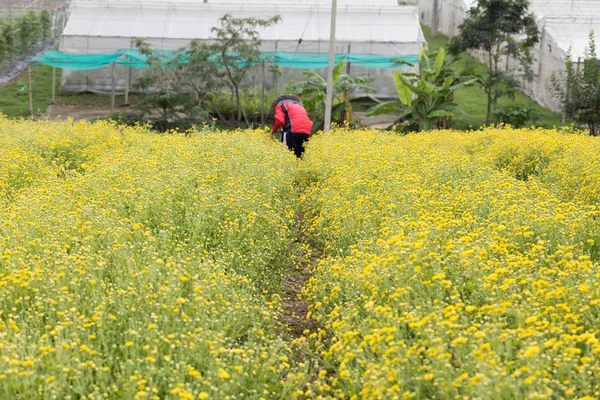 身份不明的农夫收割菊花为 producin — 图库照片