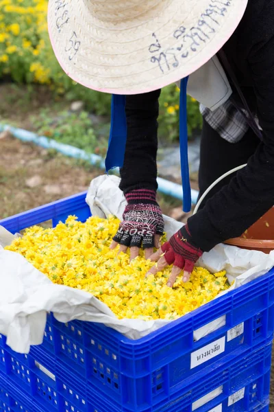 身份不明的农夫收割菊花为 producin — 图库照片