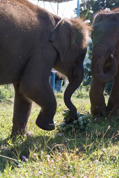 Unga elefant äta banan i naturen — Stockfoto