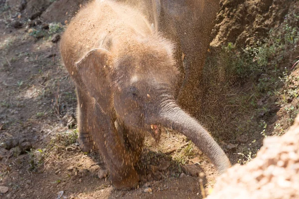 Elefante joven usa tronco para tomar tierra en su cuerpo — Foto de Stock