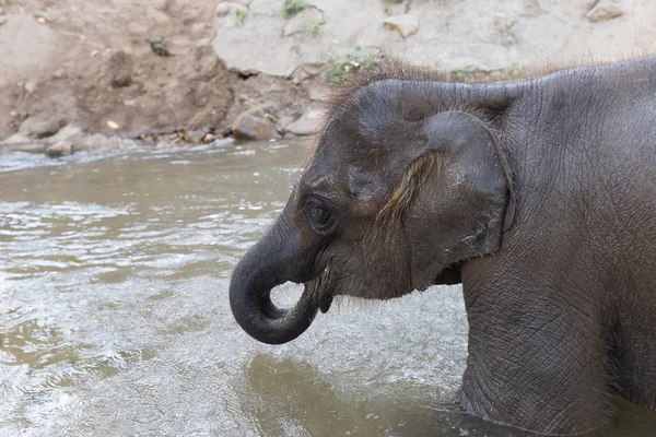 Joven asiático elefante baño en arroyo arroyo — Foto de Stock