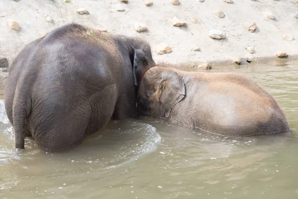 Joven asiático elefante baño en arroyo arroyo — Foto de Stock