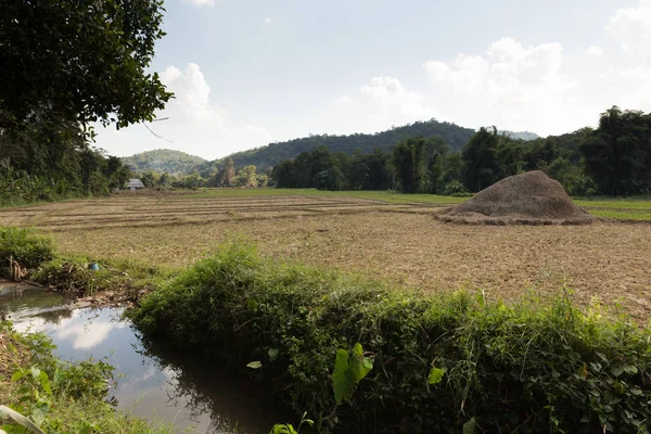 タイ農村の収穫後の水田 — ストック写真