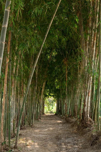Walkway di tengah pohon bambu — Stok Foto