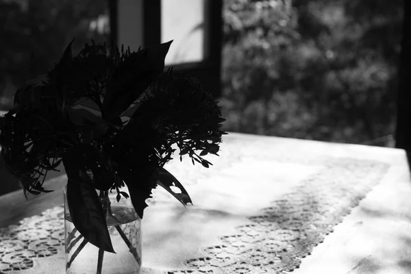 Ixora λουλούδι στο βάζο σε ξύλινο τραπέζι κοντά στο παράθυρο, μαύρο και άσπρο — Φωτογραφία Αρχείου