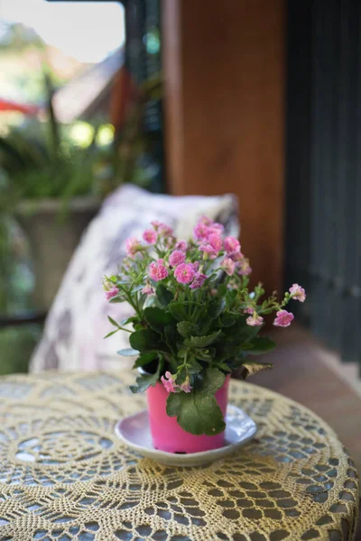 Pink flower in flowerpot on knitted tablecloth on table — Stock Photo, Image