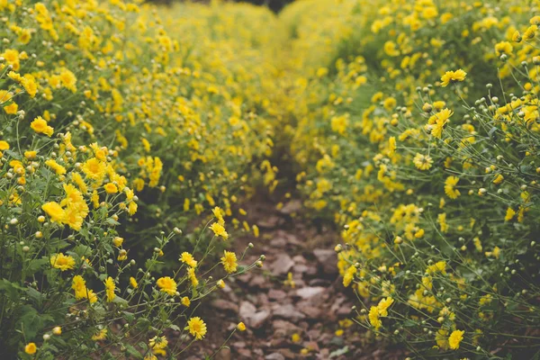 Geel chrysant bloem veld — Stockfoto