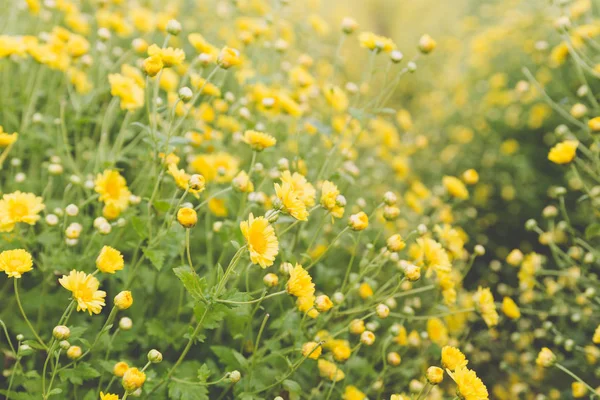 Campo de flor crisântemo amarelo, foco suave — Fotografia de Stock
