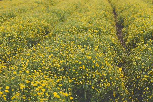 Gelbe Chrysanthemen Blumenfeld, weicher Fokus — Stockfoto