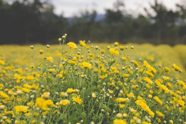 Crisântemo amarelo campo de flores — Fotografia de Stock