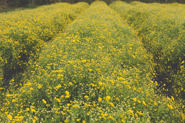 Yellow Chrysanthemum flower field — Stock Photo, Image