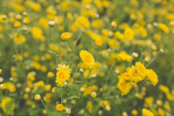 Жовте поле квітки хризантеми, м'який фокус — стокове фото