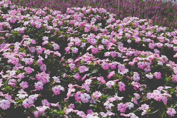 Virágzó rózsaszín virág virágágyásba területén — Stock Fotó