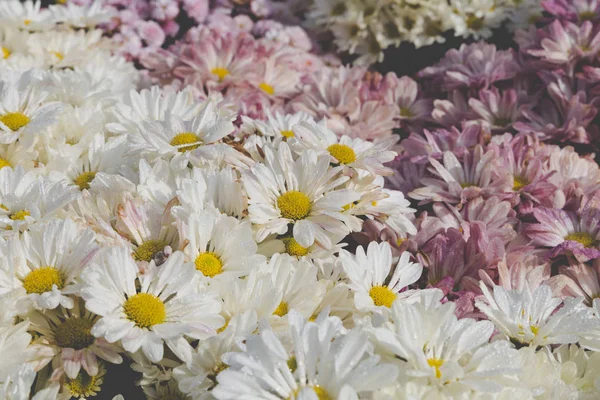 Blooming flower in flowerbed in field — Stock Photo, Image