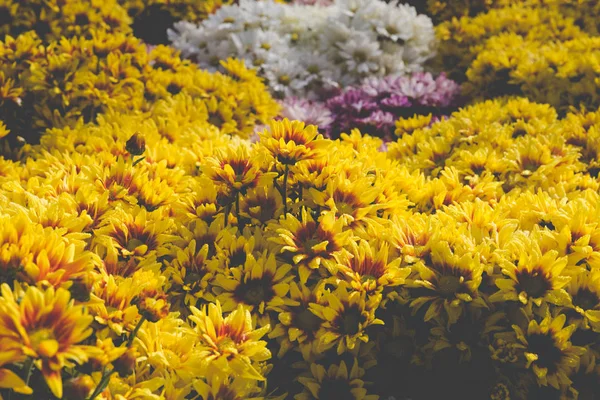 A virágágyásba mezőben nyíló virágok — Stock Fotó