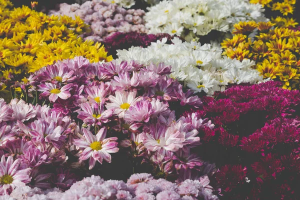 A virágágyásba mezőben nyíló virágok — Stock Fotó