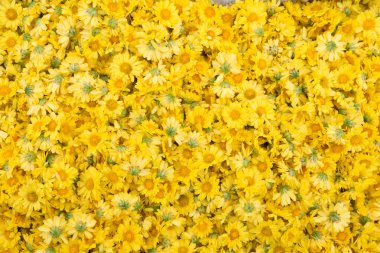 sarı Kasımpatı çiçeği doku arka planı için