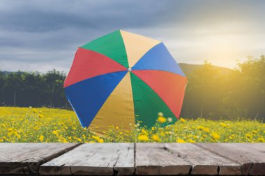 renkli şemsiye sarı çiçek açan, krizantem çiçeği ile 