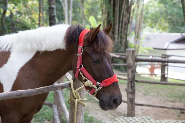 Asya kahverengi at ahır — Stok fotoğraf