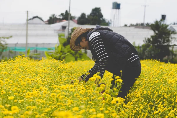 女人农夫收割场菊花 — 图库照片