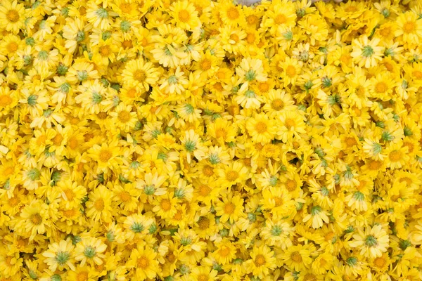 Yellow Chrysanthemum flower for texture background — Stock Photo, Image