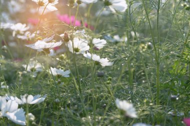Beyaz ve pembe cosmos çiçek alanında, yumuşak odak