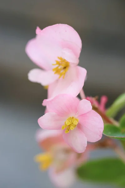 Pollen de fleur rose sur fond flou, plan macro — Photo