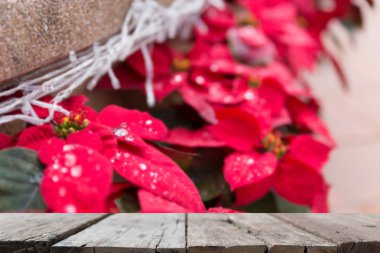 poinsettias Noel çiçek zeka üzerinde yağmur damlası bulanıklık arka plan
