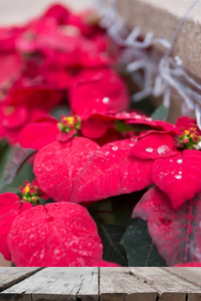 Fondo borroso de gota de lluvia en Poinsettias ingenio flor de Navidad — Foto de Stock