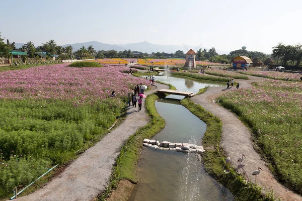 游客旅游看到盛开的宇宙花在孟甘冬 — 图库照片