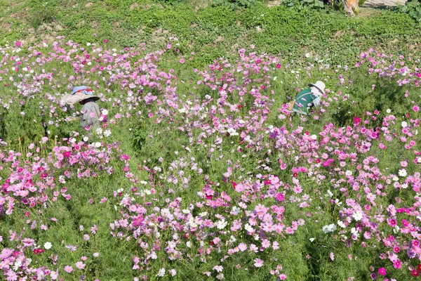 农民在孟甘冬季节摘下盛开的宇宙花 — 图库照片