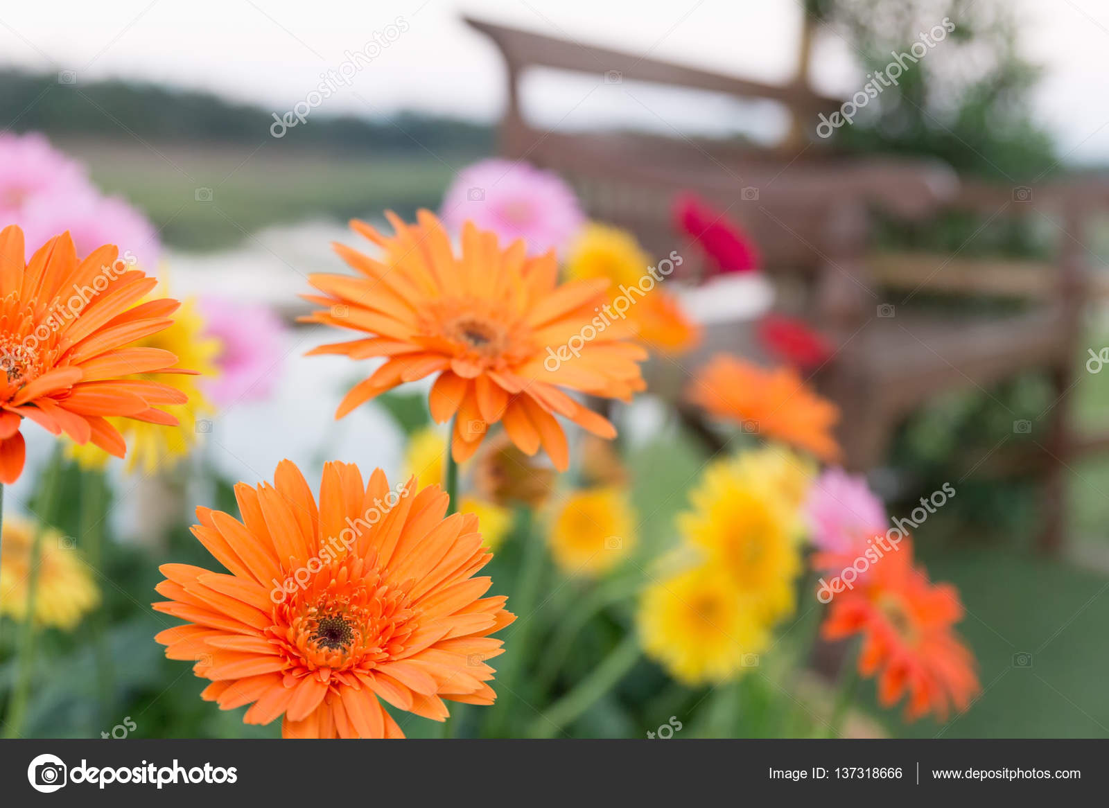 Gerbera Im Garten / Im April Auf Der Blumenagenda Die