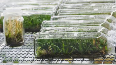 bitki doku kültürü laboratuvarında rafta bir şişede büyüyen 