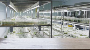 bitki doku kültürü laboratuvarında rafta bir şişede büyüyen 