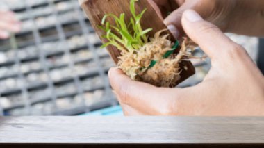 Elini genç doku kültürü bitki üzerinde ahşap Pano (bulanıklık görüntü) w
