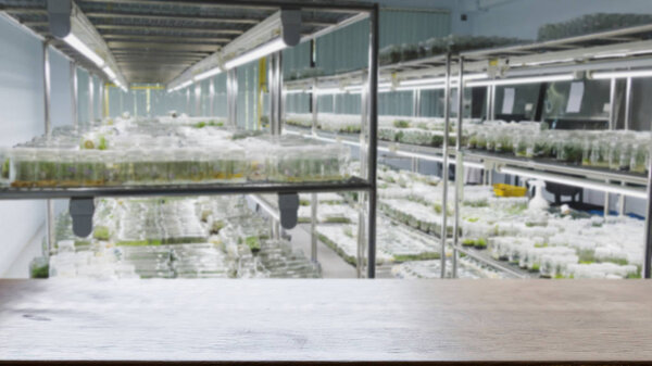 plant tissue culture growing in a bottle on shelf in laboratory 
