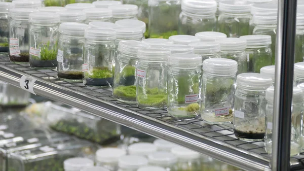 Cultivo de tejido vegetal que crece en una botella en un estante en laboratorio —  Fotos de Stock