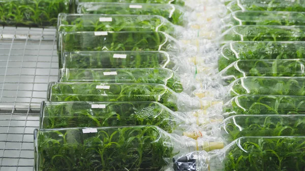 Plant tissue culture growing in a bottle on shelf in laboratory — Stock Photo, Image